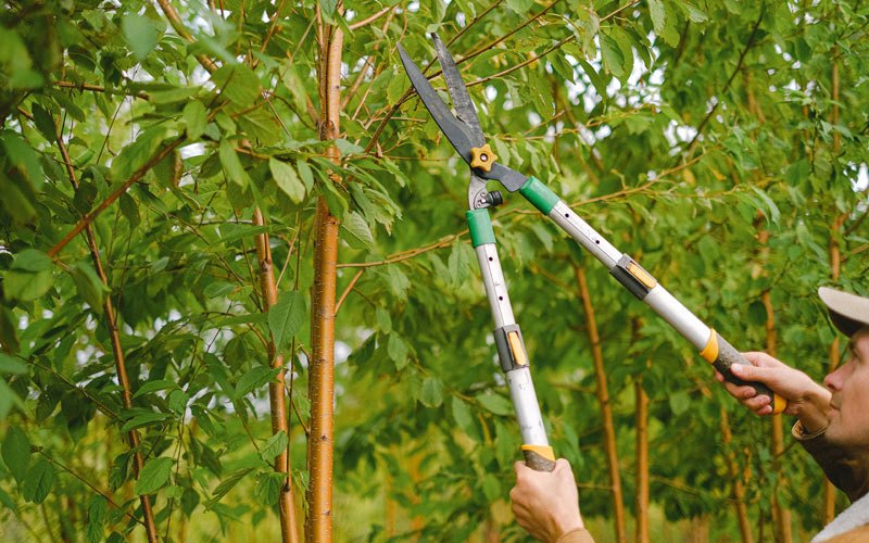 Tree trimming in Lancaster, TN